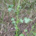 Img.VTax3309.Ex2.Img5