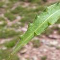 Img.VTax3318.Ex1.Img8