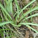 Img.VTax3337.Ex1.Img3