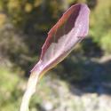 Img.VTax3346.Ex2.Img3