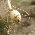 Img.VTax3346.Ex2.Img5