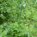 Img.VTax3368.Ex1.Img1