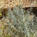 Img.VTax3597.Ex1.Img5