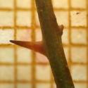 Img.VTax3646.Ex2.Img2