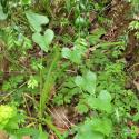 Img.VTax3647.Ex1.Img1