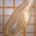Img.VTax4056.Ex2.Img1