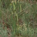 Img.VTax4093.Ex1.Img1
