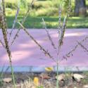 Img.VTax4203.Ex2.Img1
