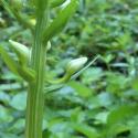 Img.VTax4235.Ex1.Img3