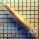 Img.VTax4356.Ex1.Img1