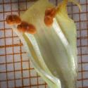 Img.VTax4470.Ex1.Img9
