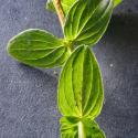 Img.VTax4544.Ex1.Img6