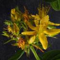 Img.VTax4544.Ex1.Img8