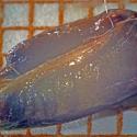 Img.VTax4749.Ex1.Img9