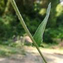 Img.VTax4766.Ex5.Img7