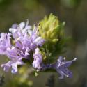 Img.VTax4855.Ex1.Ex1.Img3