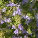Img.VTax4855.Ex1.Ex1.Img8