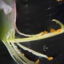 Img.VTax681.Ex2.Img6