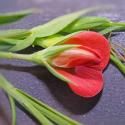 Img.VTax686.Ex4.Img8