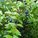 Img.VTax891.Ex1.Img1