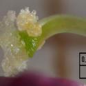 Img.VTax975.Ex4.Img7