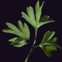 Img.VTax975.Ex4.Img9