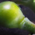 Img.VTax984.Ex1.Img6