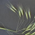 VTax3957.Ex1.Img1