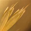VTax4107.Ex1.Img3