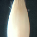VTax4107.Ex2.Img1